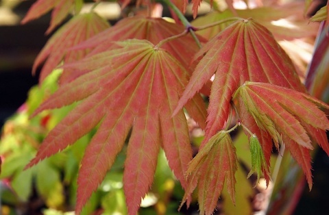 Szczepiony Klon palmowy ‘Moonrise’ - 60 - 70 cm