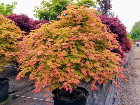 Szczepiony Klon palmowy ‘Moonrise’ - 60 - 70 cm