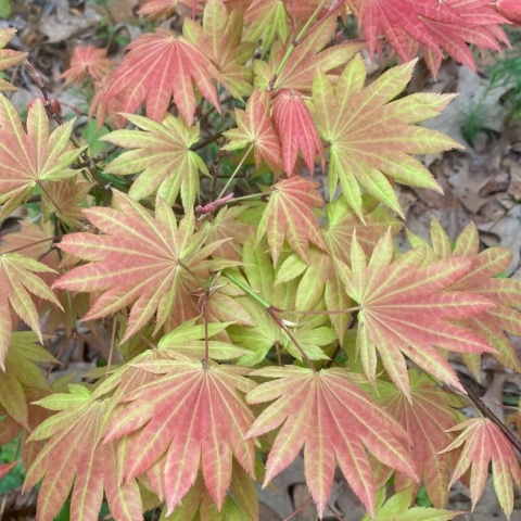 Szczepiony Klon palmowy ‘Moonrise’ - 60 - 70 cm