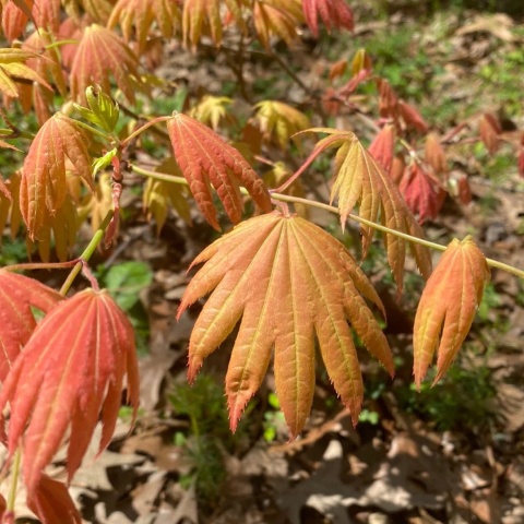 Szczepiony Klon palmowy ‘Moonrise’ - 60 - 70 cm