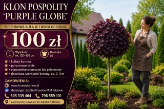 Klon pospolity ‘Purple Globe’