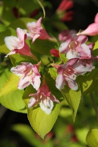 Krzewuszka cudowna ‘Looymansii Aurea’ na pniu