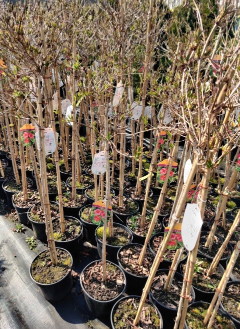 Sadzonki Krzewuszka cudowna ‘Looymansii Aurea’ na pniu