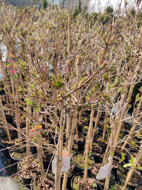 Sadzonki Krzewuszka cudowna ‘Looymansii Aurea’ na pniu
