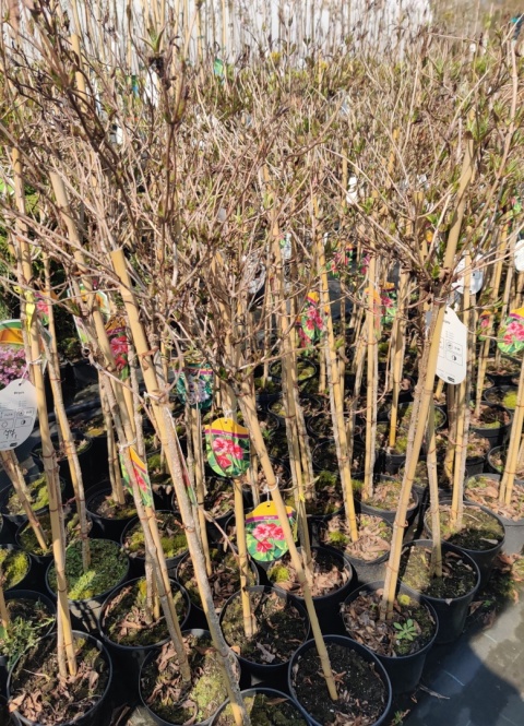 Sadzonki Krzewuszka cudowna ‘Looymansii Aurea’ na pniu