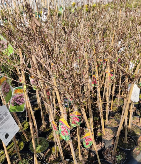 Sadzonki Krzewuszka cudowna ‘Looymansii Aurea’ na pniu