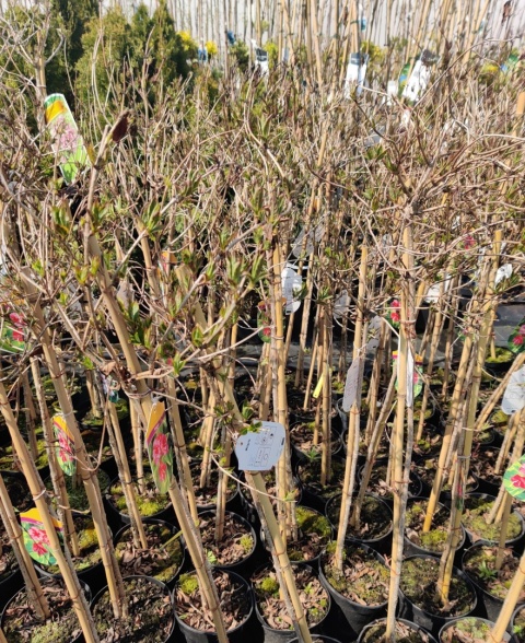 Sadzonki Krzewuszka cudowna ‘Looymansii Aurea’ na pniu