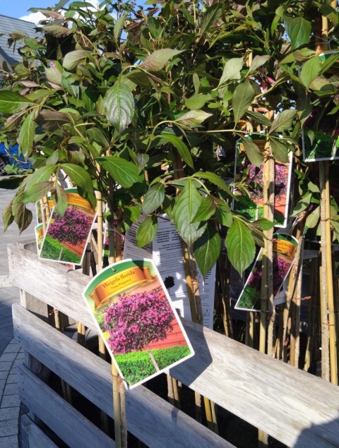 Krzewuszka cudowna 'Nana Purpurea' na pniu