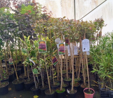 Krzewuszka cudowna 'Nana Purpurea' na pniu