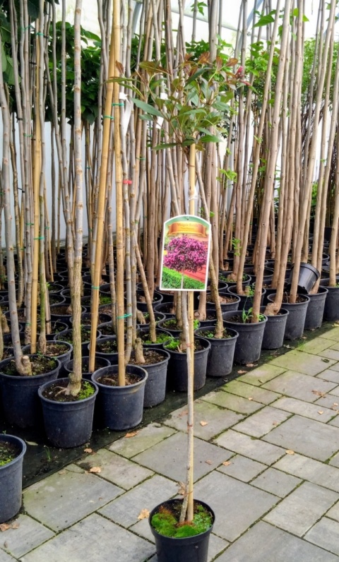 Krzewuszka cudowna 'Nana Purpurea' na pniu