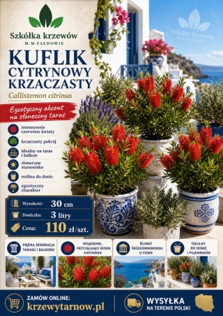 Kuflik 'Laevis'