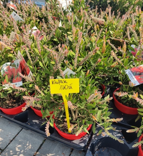 Sadzonki Kuflik 'Laevis'