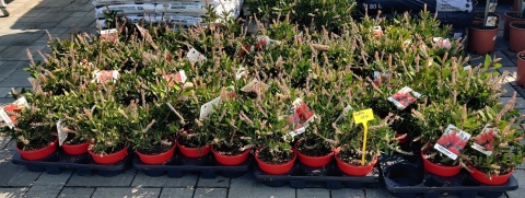 Sadzonki Kuflik 'Laevis'