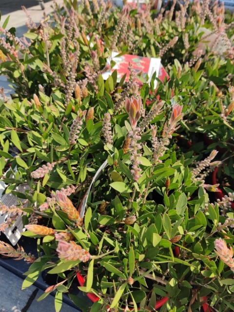 Sadzonki Kuflik 'Laevis'