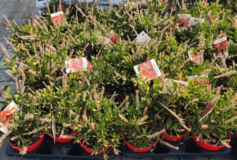 Sadzonki Kuflik 'Laevis'