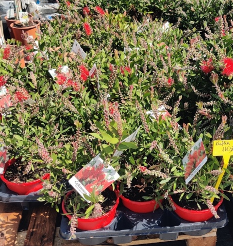 Sadzonki Kuflik 'Laevis'