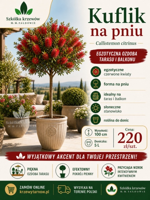 Kuflik cytrynowy na pniu - 100 cm