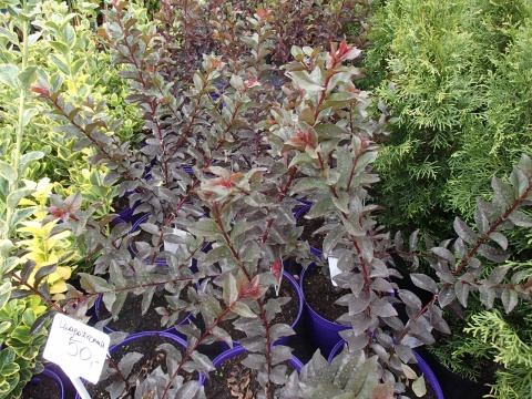 LAGERSTROEMIA INDICA ‘BLACK DIAMOND’