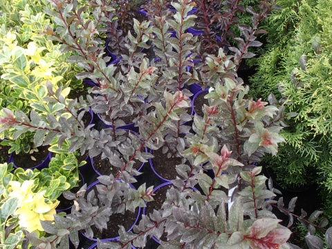 LAGERSTROEMIA INDICA ‘BLACK DIAMOND’