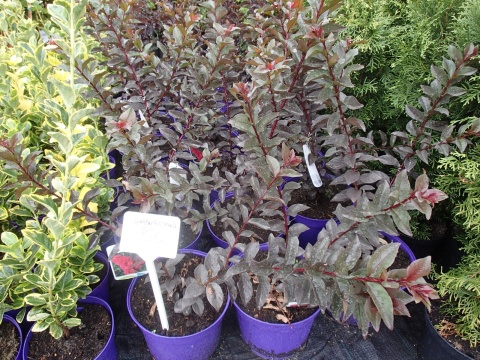 LAGERSTROEMIA INDICA ‘BLACK DIAMOND’