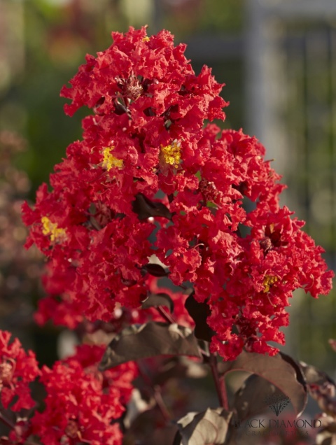 LAGERSTROEMIA INDICA ‘BLACK DIAMOND’