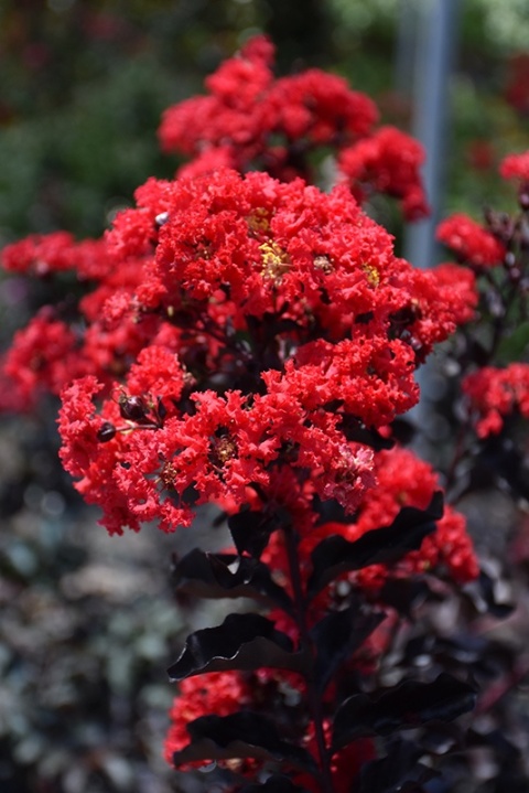LAGERSTROEMIA INDICA ‘BLACK DIAMOND’
