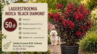 LAGERSTROEMIA INDICA ‘BLACK DIAMOND’