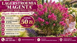 Lagerstroemia 'Magenta'