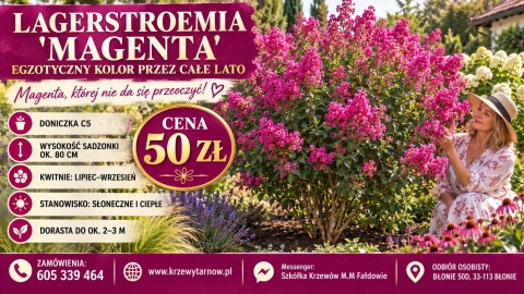 Lagerstroemia 'Magenta'