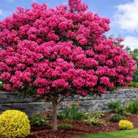 Lagerstroemia 'Magenta'