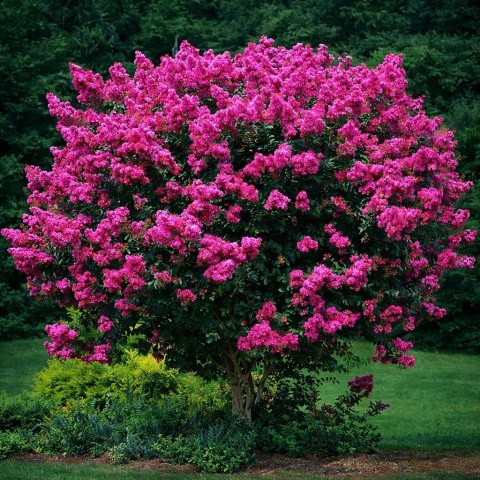 Lagerstroemia 'Magenta'