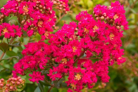 Lagerstroemia 'Magenta'