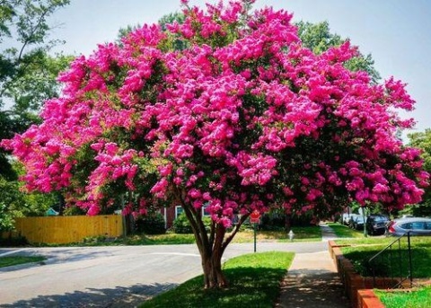 Lagerstroemia 'Magenta'