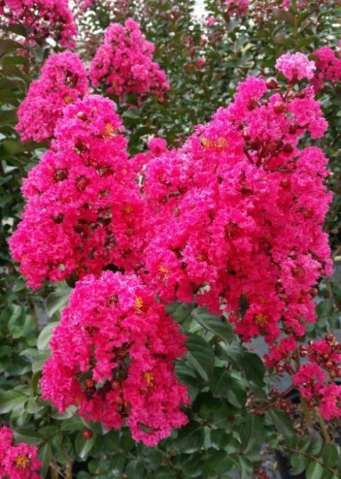 Lagerstroemia 'Magenta'