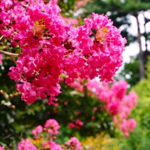 Lagerstroemia 'Magenta'