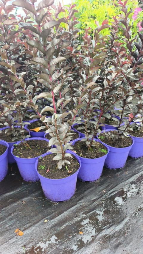 Lagerstroemia 'Magenta'