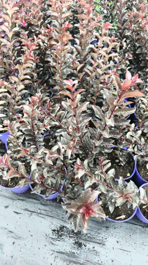 Lagerstroemia 'Magenta'