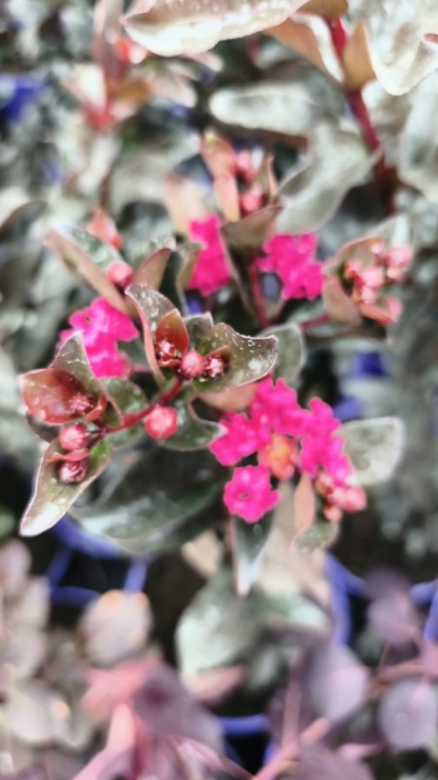 Lagerstroemia 'Magenta'