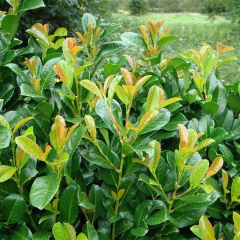 Laurowiśnia wschodnia ‘Etna’