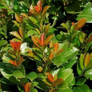 Laurowiśnia wschodnia ‘Etna’
