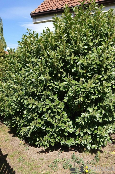 Laurowiśnia wschodnia ‘Etna’