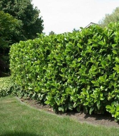 Laurowiśnia wschodnia ‘Etna’