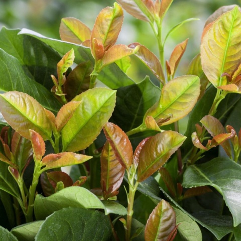 Laurowiśnia wschodnia ‘Etna’