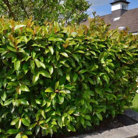 Laurowiśnia wschodnia ‘Etna’