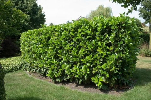 Laurowiśnia wschodnia ‘Etna’
