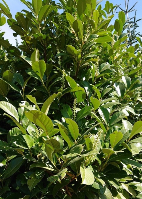 Laurowiśnia wschodnia ‘Etna’