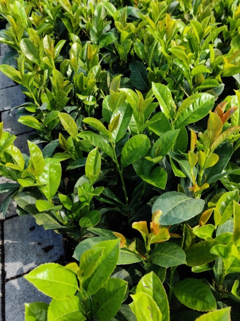 Sadzonki Laurowiśnia wschodnia ‘Etna’