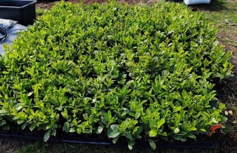 Sadzonki Laurowiśnia wschodnia ‘Rotundifolia’