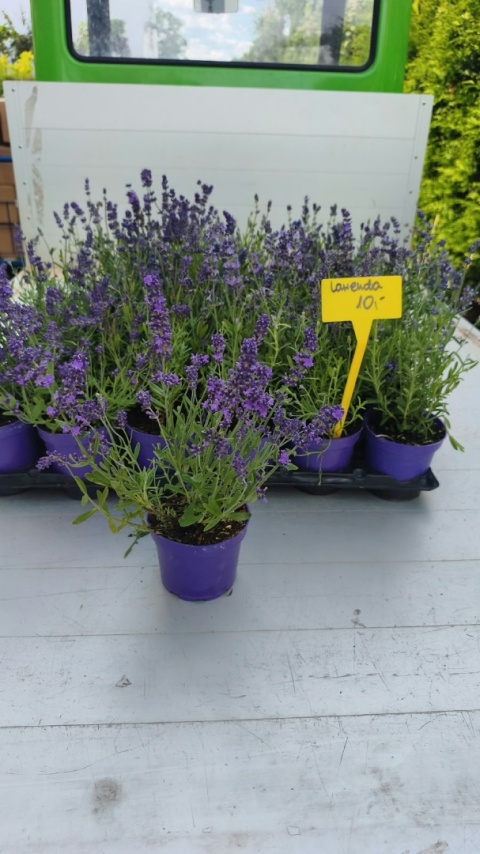 Lawenda wąskolistna 'Hidcote'