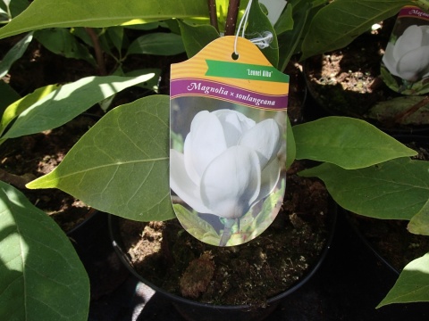 Magnolia pośrednia 'Lennei Alba'